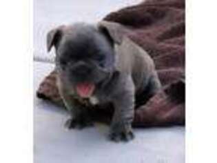 French Bulldog Puppy for sale in Minot, ND, USA