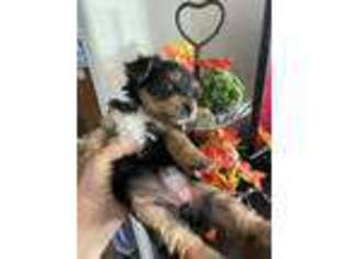 Yorkshire Terrier Puppy for sale in Ione, CA, USA