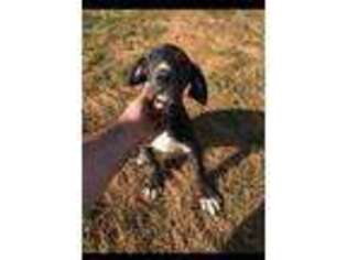 Great Dane Puppy for sale in Fredericksburg, VA, USA
