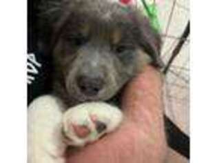 Australian Shepherd Puppy for sale in Miami, FL, USA