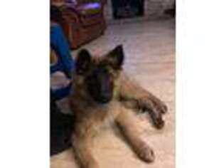 Belgian Tervuren Puppy for sale in Yorkville, IL, USA