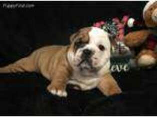 Bulldog Puppy for sale in Bogue Chitto, MS, USA