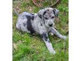 Great Dane Puppy for sale in Ozark, AL, USA