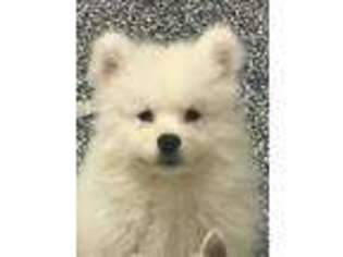 Samoyed Puppy for sale in Gurnee, IL, USA