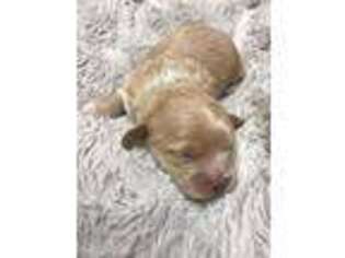 Shih-Poo Puppy for sale in Suwanee, GA, USA
