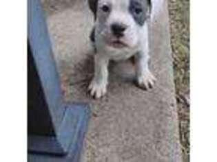 Bulldog Puppy for sale in Grand Prairie, TX, USA