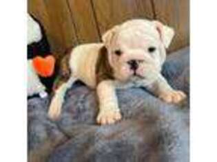 Bulldog Puppy for sale in Armagh, PA, USA