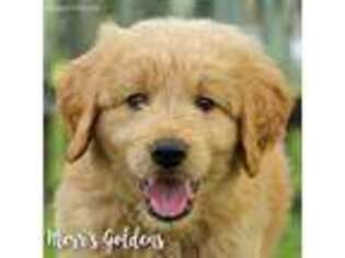 Goldendoodle Puppy for sale in Brookhaven, MS, USA