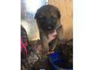 Mutt Puppy for sale in Strawberry Point, IA, USA