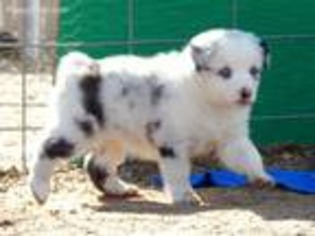 Australian Shepherd Puppy for sale in Kingman, AZ, USA