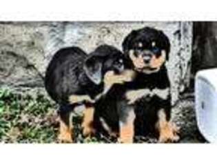 Rottweiler Puppy for sale in Springboro, PA, USA
