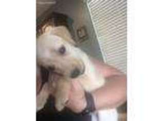 Labrador Retriever Puppy for sale in Buckeye, AZ, USA