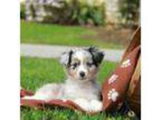 Miniature Australian Shepherd Puppy for sale in Roosevelt, UT, USA