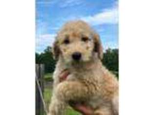 Goldendoodle Puppy for sale in Canton, MS, USA