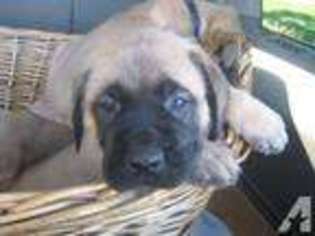 Mastiff Puppy for sale in NATRONA HEIGHTS, PA, USA