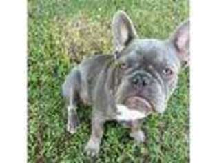 French Bulldog Puppy for sale in Union City, TN, USA