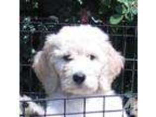 Goldendoodle Puppy for sale in REDLANDS, CA, USA