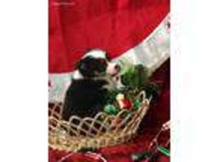 Miniature Australian Shepherd Puppy for sale in Pine Knot, KY, USA