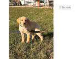 Labrador Retriever Puppy for sale in Fort Wayne, IN, USA