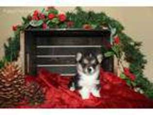Pembroke Welsh Corgi Puppy for sale in Danville, KY, USA