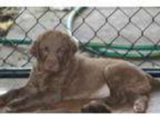 Chesapeake Bay Retriever Puppy for sale in Denmark, SC, USA
