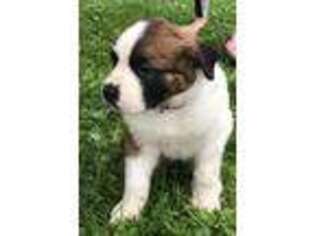 Saint Bernard Puppy for sale in Latrobe, PA, USA