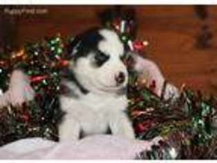 Siberian Husky Puppy for sale in Salida, CO, USA