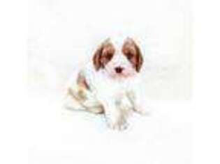 Cavapoo Puppy for sale in Mc Clure, PA, USA