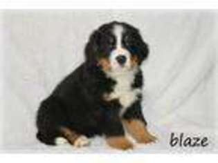 Bernese Mountain Dog Puppy for sale in Oskaloosa, KS, USA
