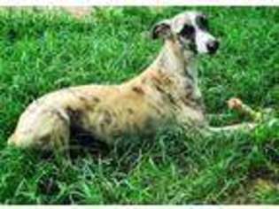 Whippet Puppy for sale in Cleveland, TX, USA