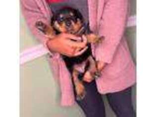 Rottweiler Puppy for sale in Temple Hills, MD, USA