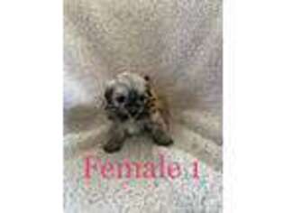 Havanese Puppy for sale in Lexington, NC, USA