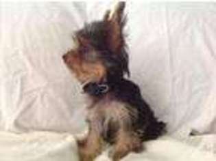 Yorkshire Terrier Puppy for sale in MESA, AZ, USA