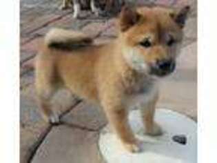 Shiba Inu Puppy for sale in Freeport, FL, USA