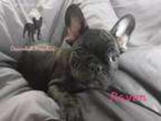 French Bulldog Puppy for sale in Cottondale, FL, USA