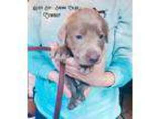 Labrador Retriever Puppy for sale in Oakville, WA, USA
