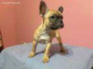 French Bulldog Puppy for sale in Decatur, GA, USA