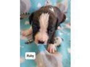 Boxer Puppy for sale in Cocoa, FL, USA
