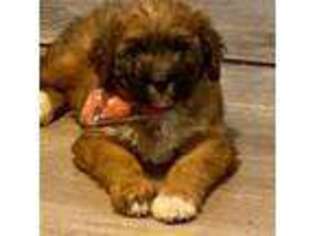 Full screen Photo #1 Saint Bernard Puppy For Sale in Swartz Creek, MI, USA