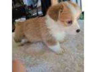 Pembroke Welsh Corgi Puppy for sale in Yorba Linda, CA, USA