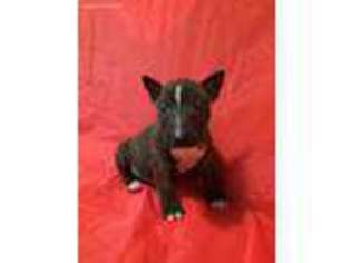 Bull Terrier Puppy for sale in Oliver Springs, TN, USA
