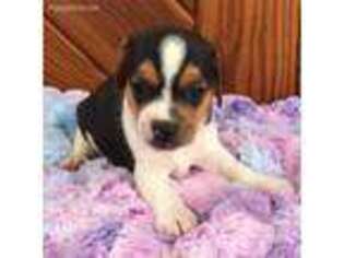 Beagle Puppy for sale in Chattanooga, TN, USA