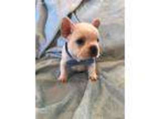 French Bulldog Puppy for sale in Mission Hills, CA, USA