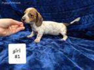 Dachshund Puppy for sale in Thorntown, IN, USA