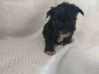 Yorkshire Terrier Puppy for sale in Knoxville, IA, USA