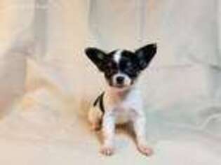 Chihuahua Puppy for sale in Grand Prairie, TX, USA