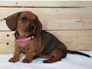 Dachshund Puppy for sale in Townville, SC, USA