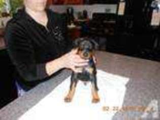 Doberman Pinscher Puppy for sale in CHEHALIS, WA, USA