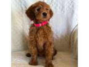 Goldendoodle Puppy for sale in Myerstown, PA, USA