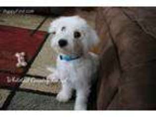 Bichon Frise Puppy for sale in Bloomfield, IA, USA